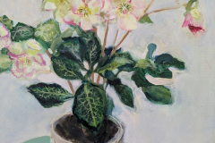 'Frostkiss Hellebore' oil 50x40cm £775 Available from Cambridge Contemporary Art